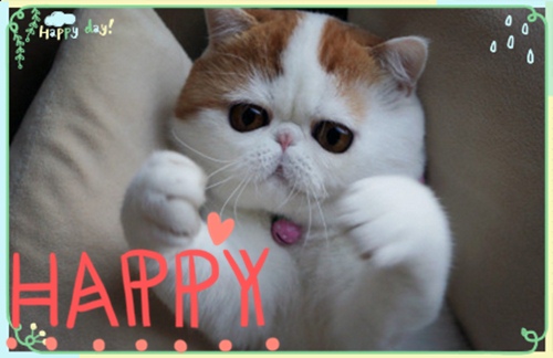 可以笑趴的逗比说说