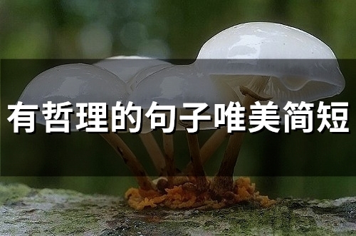 有哲理的句子唯美简短(85句)