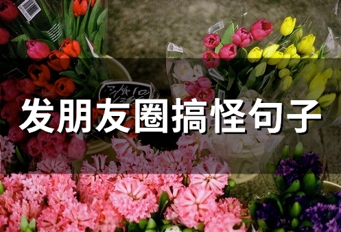 发朋友圈搞怪句子(精选65句)