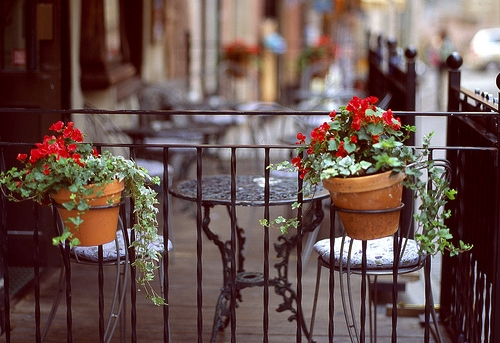 赞美青松的句子短句(通用70句) 赞美青松的句子短句(通用70句)