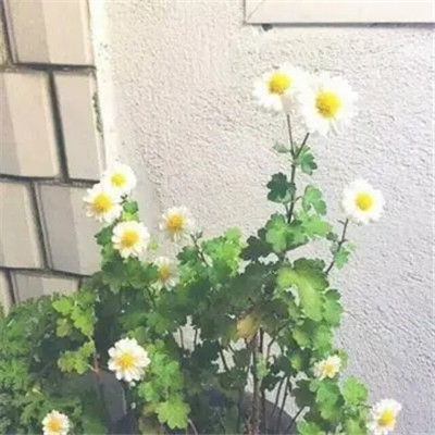 带来好运花的头像2023(优选24张)