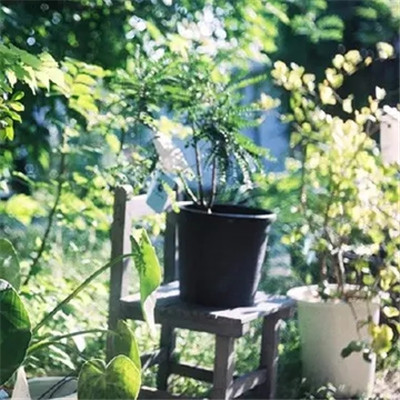 带来好运花的头像2023(优选24张)