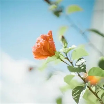 带来好运花的头像2023(优选24张)