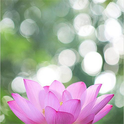 带来好运花的头像2023(优选24张)