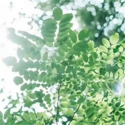 带来好运花的头像2023(优选24张)