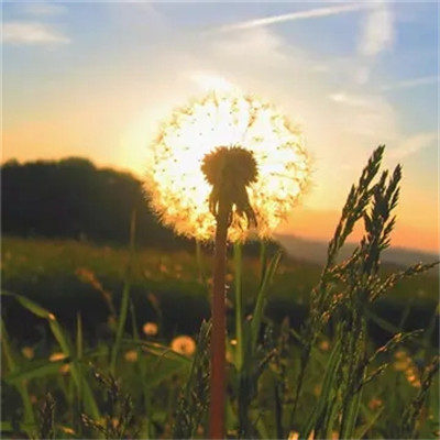 带来好运花的头像2023(优选24张)