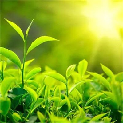 带来好运花的头像2023(优选24张)