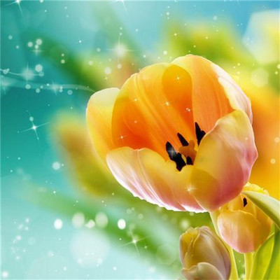 带来好运花的头像2023(优选24张)