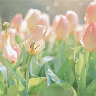 2023超级唯美郁金香花头像大全(优选48张)
