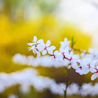 带来好运的微信头像花(20张)
