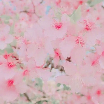 带来好运的微信头像花(20张)