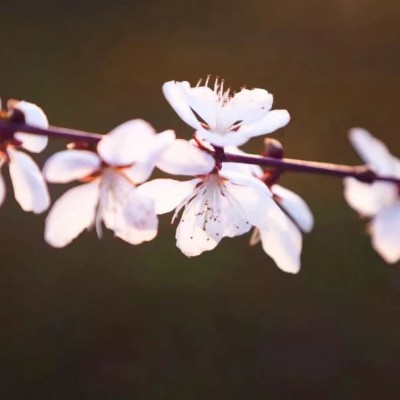 带来好运的微信头像花(20张)