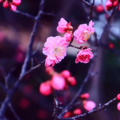 带来好运的微信头像花(20张)