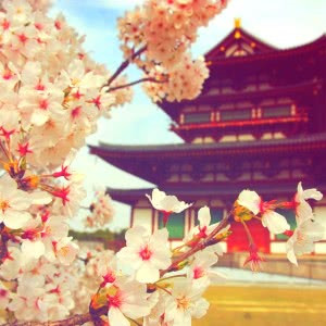 高雅有内涵的微信头像(20张)