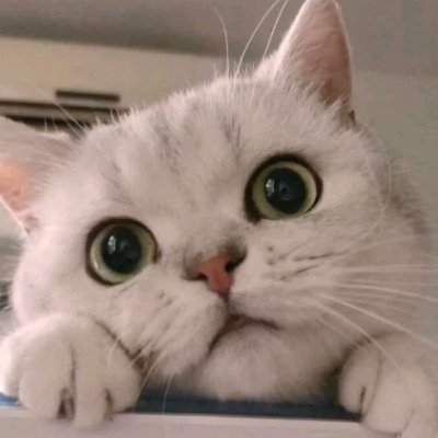 2023超级可爱的猫咪卖萌头像(共22张)