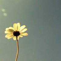抖音头像图片2023新款花草(优选28张)