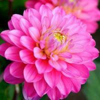 抖音头像图片2023新款花草(优选28张)