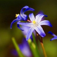 抖音头像图片2023新款花草(优选28张)