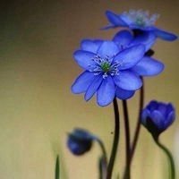 抖音头像图片2023新款花草(优选28张)