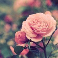 抖音头像图片2023新款花草(优选28张)