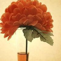 抖音头像图片2023新款花草(优选28张)