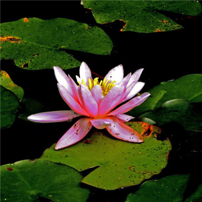 上了年纪的头像(优选18张)