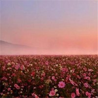 好看带好运的花朵头像图片(精选24张)