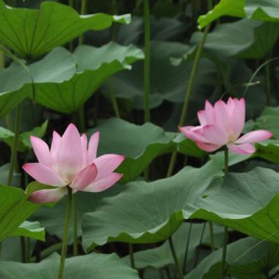 妈妈适合用的头像(精选18张)
