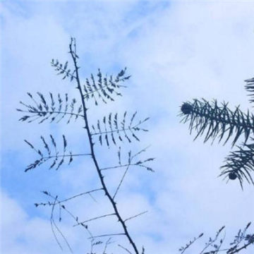 女性头像大全微信好风景(共18张)