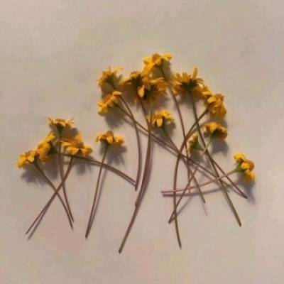 适合女人的微信头像花草(优选16张)