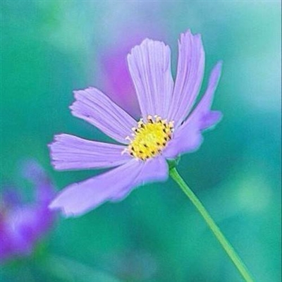 适合女人的微信头像花草(优选16张)