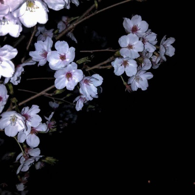 2024最好看的微信花朵头像(优选16张)