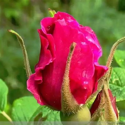 2024最好看的微信花朵头像(优选16张)