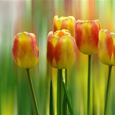 2024最好看的微信花朵头像(优选16张)