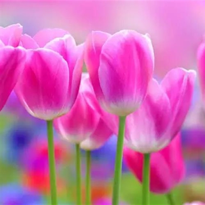 2024最好看的微信花朵头像(优选16张)