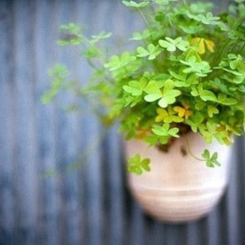 2024最吉利又好意头的头像(精选16张)