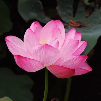 2024年40一45岁女人微信头像风景(优选12张)
