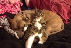 关于失眠好笑的说说