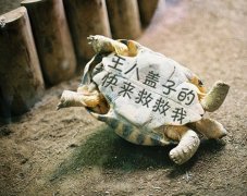 体重上涨了搞笑说说