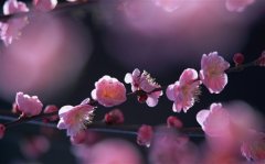 形容桃花开的唯美句子