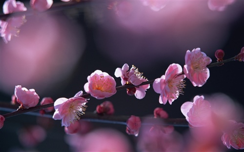 樱花开了的朋友圈说说 适合发朋友圈关于樱花的句子