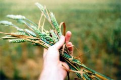 平平淡淡才是真的唯美说说