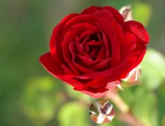 适合发爱情说说的句子