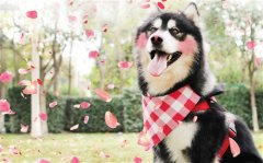 单身狗专用朋友圈说说