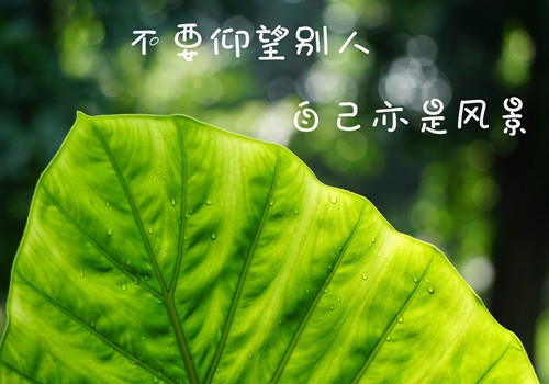 热爱生活唯美文艺的说说