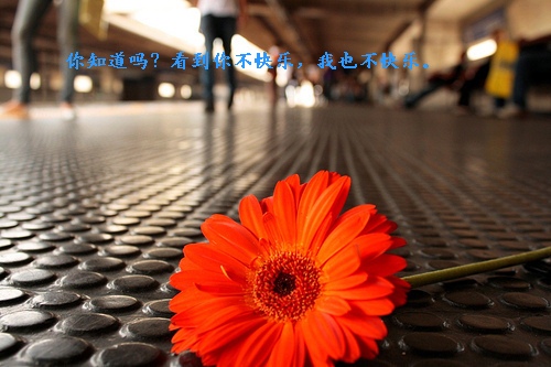 坚持累了想放弃的句子