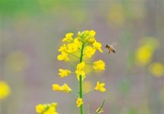 油菜花发微信的说说 看油菜花的心情说说
