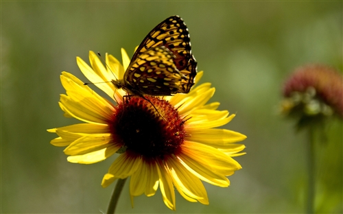 被在乎的人欺骗的说说