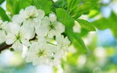 走在乡间发表的心情说说