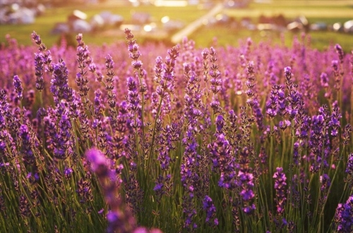 父母老了我心酸了说说